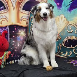 Australian Shepherd All Grown Up from Mad Ranch