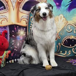 Australian Shepherd All Grown Up from Mad Ranch