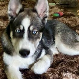 Bear - Agouti and white male Siberian Husky puppy in Walker, Louisiana from TRUHUSKY SIBERIANS