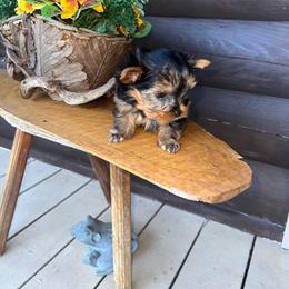 Miss Stevie Nicks - Black and gold female Morkie puppy in Cleveland, Tennessee from Moody’s Morkies and More AND Southern Charm Precious Paws