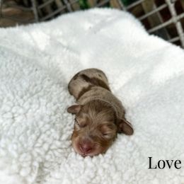 Love - Dapple female Dachshund puppy in Wamego, Kansas from Doodles of Oz