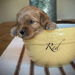 Red - Red male Cavapoo puppy in Coal City, Indiana from Wednesday & Co