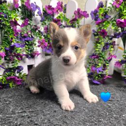 R4 - Blue male Pembroke Welsh Corgi puppy in Jacksonville, Texas from ArmnalegRanch LLC