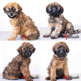 Whoodle puppies from My Whoodle