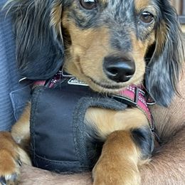 Dachshunds from Long Little Doggies