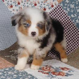 Cashew - Blue merle male Toy Australian Shepherd puppy in Okeana, Ohio from Fetching Toy Aussies