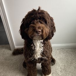 Maggie - Australian Labradoodle