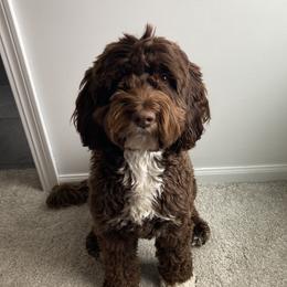 Maggie - Australian Labradoodle