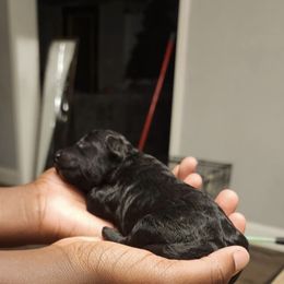 Boy 1 - Black Poodle puppy in Augusta, Georgia from Royalti Pups