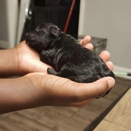 Boy 1 - Black Poodle puppy in Augusta, Georgia from Royalti Pups