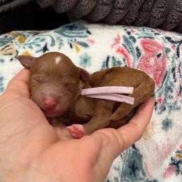 OLIPOP - Red  female Goldendoodle puppy in Macon County, North Carolina from Mountain Doodles