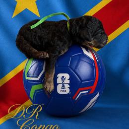 DR Congo - Phantom male Goldendoodle puppy in Houston, Texas from Were The Mack'Doodles