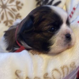 Girl 1 - Tricolor female Shih Tzu puppy in Wooster, Ohio from Mending Hearts Shih Tzu's