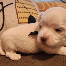 Maltese Puppies from Arizona Maltese Gems