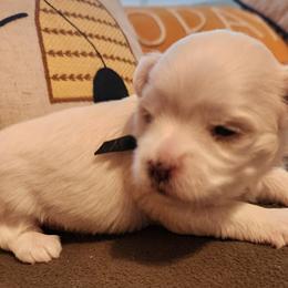 Maltese Puppies from Arizona Maltese Gems
