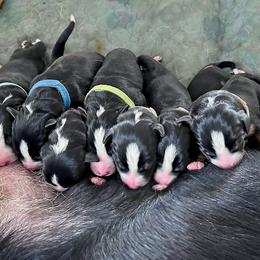 Appenzeller Sennenhund Puppies from HussarRidge