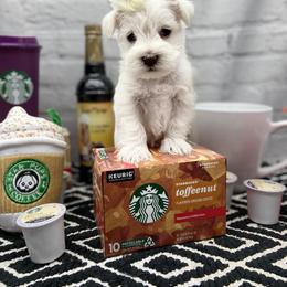Miniature Schnauzer Puppies from Schnauzers on Robinson Lane