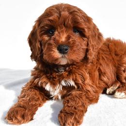 Milo - Red male Cavapoo puppy in Temecula, California from Designer Doodles