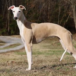 Savannah - Whippet