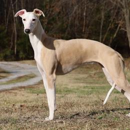 Savannah - Whippet