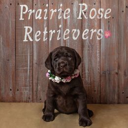 Labrador Retriever Puppies from Prairie Rose Retrievers