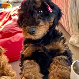 Poppy - Phantom female Goldendoodle puppy in Los Gatos, California from Willow & Rose Doodles