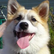 Icelandic Sheepdogs from Hrafnkell Icelandics
