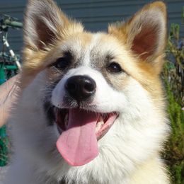 Icelandic Sheepdogs from Hrafnkell Icelandics