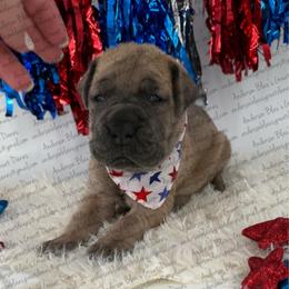 Henry - Fawn male Great Dane puppy in Granbury, Texas from Anderson Blau’s Great Danes