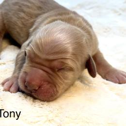 Tony - Golden male Golden Retriever puppy in New Ringgold, Pennsylvania from Hawk Mountain Doodles