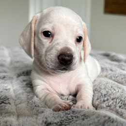 ARCHIE - Cream male Dachshund puppy in Fort Worth, Texas from Chadwick Farms Mini Dachshunds
