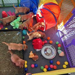 Labrador Retriever Puppies from Copper Clover Labradors