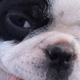 Bellatrix - Boston Terrier puppy in Rexburg, Idaho from Wolf Ridge Boston Terriers