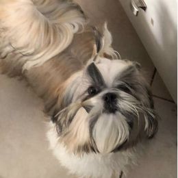 Sandy - Shih Tzu