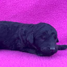 Fudge - Phantom female Poodle puppy in Overbrook, Kansas from Hidden Springs Poodles LLC