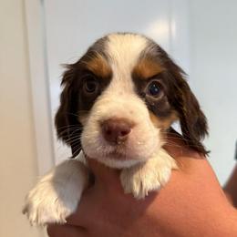 Girl 1 - Liver white and tan female English Springer Spaniel puppy in Fort Meade, Florida from Lake in the Hills Springers