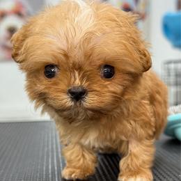 Luca - Apricot male Cavapoo puppy in Yuciapa, California from AlltheDoodlez_
