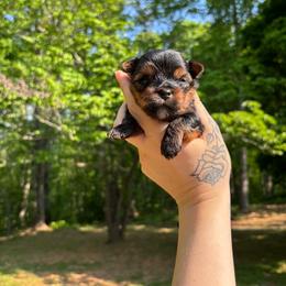 Sammy - Black and tan male Yorkshire Terrier puppy in Georgia from Nalley Kennels