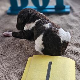 Boy 1 - Parti male Poodle puppy in Detroit, Michigan from Pretty Spoiled Spoos llc