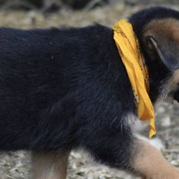 German Shepherds from End of the Trail Farm & Kennels