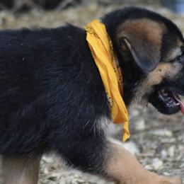 German Shepherds from End of the Trail Farm & Kennels