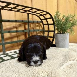 Boy 3 - Black and white male Cavapoo puppy in Bloomfield, Iowa from Schooley Doodles