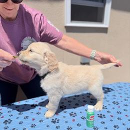Girl 8 - Emerald - Light golden female Golden Retriever puppy in Mc Minnville, Tennessee from Wishaw Whisky Golden Retrievers