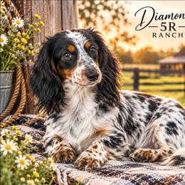 Bocephus - Dachshund