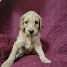 Willow - Red  female Goldendoodle puppy in Blountsville, Alabama from Southern Charm Goldendoodles