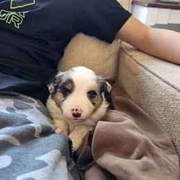 Miniature Australian Shepherd Puppies from Carter's Cuties