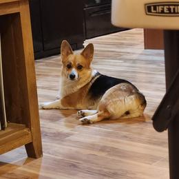 Gracie - Pembroke Welsh Corgi