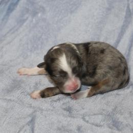 Joy - Blue merle female Aussiedoodle puppy in Loretto, Tennessee from K Kountry Farm