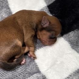 Green boy - Gold and white male Shorkie puppy in San Tan Valley, Arizona from Great Mates