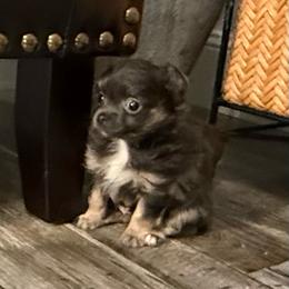 Bentley price: 5,300 - Blue and tan male Chihuahua puppy in Summerfield, Florida from Uey’s Chihuahuas